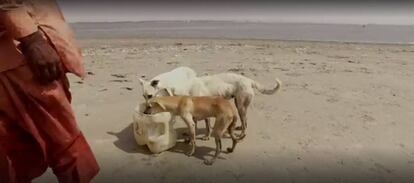 Un pescador alimenta a los canes de la Isla de los Perros, en Pakist&aacute;n.