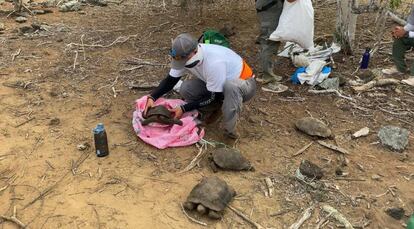 Unos técnicos liberan a las tortugas nacidas en cautividad en San Cristóbal (Galápagos).