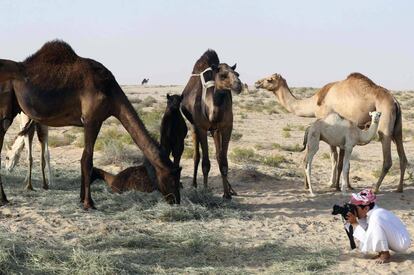 Un niño catarí fotografía a unos camellos entre la frontera de Qatar y Arabia Saudí.