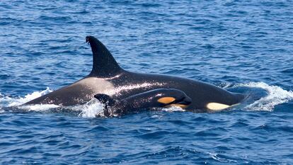 Orcas in the Strait of Gibraltar.