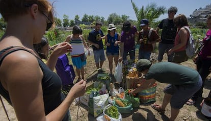 Alimentos recolectados por los miembros del colectivo La Cuina Furtiva en el barrio valenciano de Benimaclet.