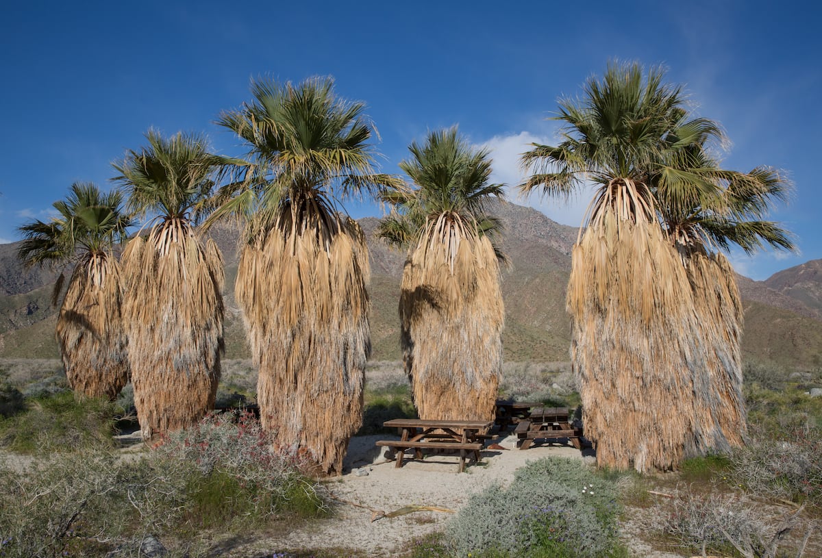 The secrets of the Washingtonia palm, named after the first US president