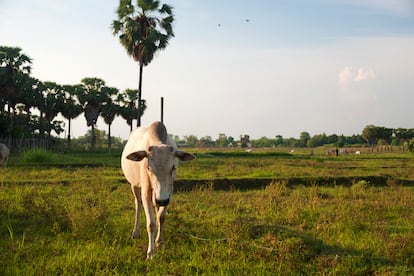 El Mekong Dis­covery Trail es un modo de descubrir la vida rural de Camboya. En la imagen, la ruta a su paso por Koh Trong.