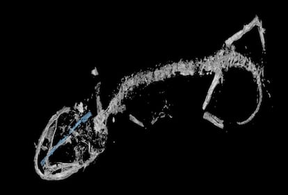 Este nuevo fósil cercano a la familia del camaleón revela información muy importante, según los investigadores. En primer lugar, al examinar los huesos de la cabeza, el equipo de investigación ha determinado que su lengua, al igual que las lenguas de los camaleones modernos, se expande a una gran velocidad para capturar a sus presas. Sin embargo, este reptil todavía no tenía fundidos los dedos de los pies y tampoco había desarrollado la forma corporal de los actuales camaleones. Por otra parte, el descubrimiento de este fósil —el más antiguo encontrado hasta ahora— en Myanmar pone en riesgo la teoría de que los camaleones se originaron en África. Esto ofrece a los investigadores importantes pistas sobre la adaptación evolutiva de estos reptiles.
