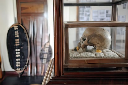 La calavera del líder tanzano Mkwawa, devuelta en 1954 por Alemania.