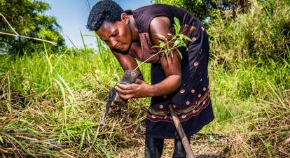 Proyecto de reforestación de Trees for All en el Parque Nacional Kibale en Uganda.