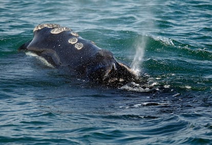 North Atlantic right whale