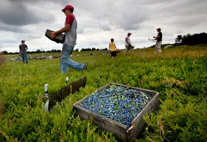 Unos jornaleros cosechan arándanos silvestres en Ridgeberry Farm en Appleton, Maine, Estados Unidos.