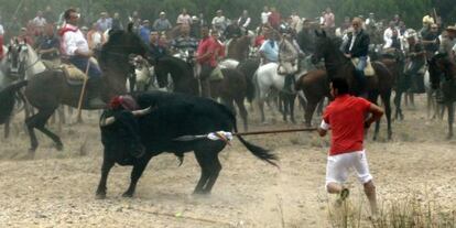 The final moments of last year's Toro de la Vega in Tordesillas.