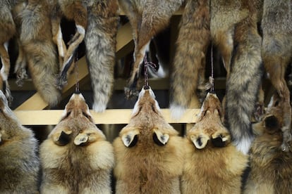 Pieles de zorro exhibidas en el mercado de Thusis (Suiza) en 2018.
