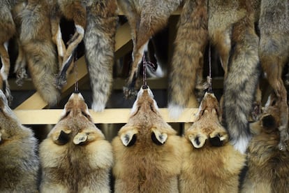 Pieles de zorro exhibidas en el mercado de Thusis (Suiza) en 2018. 