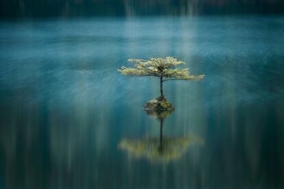 Fotografía de la serie ganadora del segundo premio en el International Landscape Photographer of the year. Fairy Lake, Columbia Británica, Canadá.