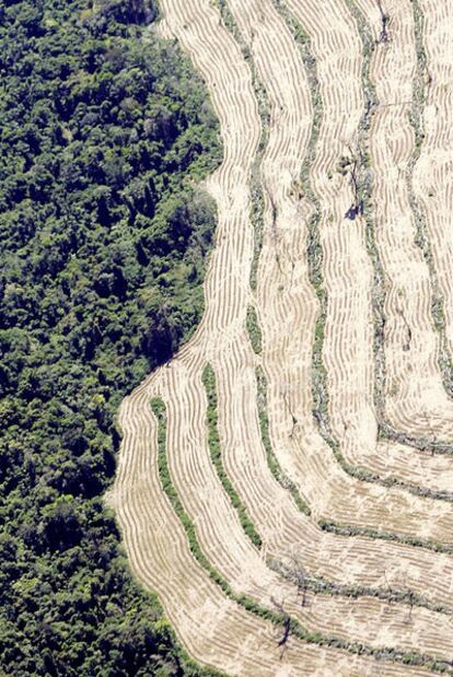 A deforested area in the Amazon.