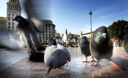 Palomas en la plaza de Catalunya de Barcelona.