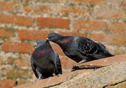 Palomas bravías en un tejado.