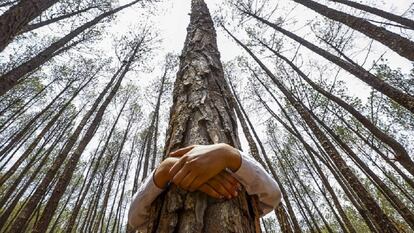 Un niño abraza un árbol para celebrar el Día Mundial del Medio Ambiente, en el bosque de Gokarna, en Katmandú (Nepal) / NARENDRA SHRESTHA (AP)