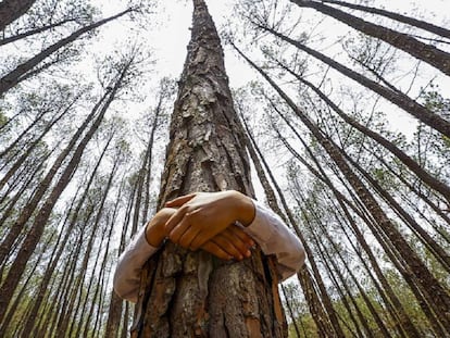 Un niño abraza un árbol para celebrar el Día Mundial del Medio Ambiente, en el bosque de Gokarna, en Katmandú (Nepal) / NARENDRA SHRESTHA (AP)