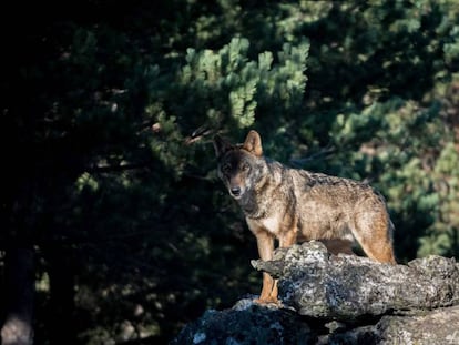 Un lobo ibérico en Riópar (Albacete).