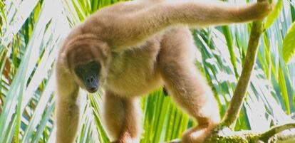 El mono ara&ntilde;a (Brachyteles aracnoides) de Brasil est&aacute; en riesgo de desaparecer. 