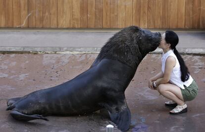 Una morsa besa a un visitante durante un espectáculo, en el acuario-parque de atracciones de Hakkeijima, en Yokohama (Japón).