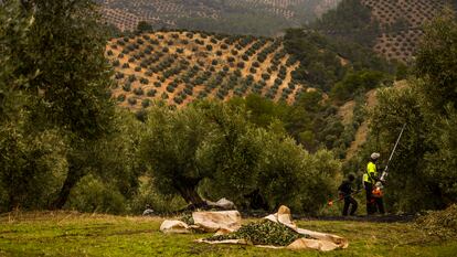 Trabajo de recogida de la aceituna en un olivar ecológico de la Sociedad Cooperativa de San Vicente, en Jaén.