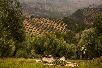 Trabajo de recogida de la aceituna en un olivar ecolgico de la Sociedad Cooperativa de San Vicente, en Jan.