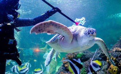 Un trabajador del acuario Sea Life de Timmendorger Strand (Alemania), lava a 'Speedy', una tortuga marina, durante la limpieza de primavera.