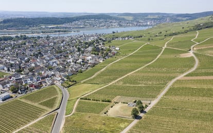 Los viñedos del Rheingau sobre Rüdesheim.