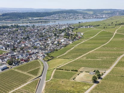 Los viñedos del Rheingau sobre Rüdesheim.