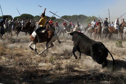 Los caballistas alancean al animal hasta que uno de ellos le asesta una punzada mortal: ese es el ganador y tiene derecho a rematar.