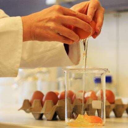 Un operario analiza muestras de huevos en Baja Sajonia (Alemania).