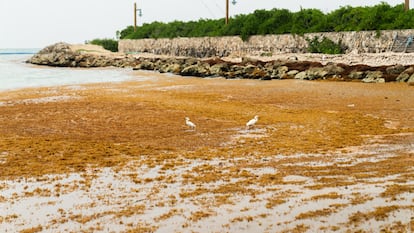 Dos garzas blancas sobre el sargazo acumulado en una playa de Punta Cana, en julio. 