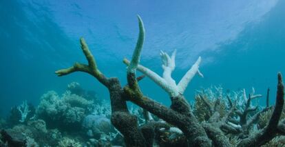 La salud de la Gran Barrera, que alberga 400 tipos de coral, 1.500 especies de peces y 4.000 variedades de moluscos, comenzó a deteriorarse en la década de 1990 por el calentamiento del agua del mar y el aumento de su acidez por la mayor presencia de CO2 en la atmósfera.