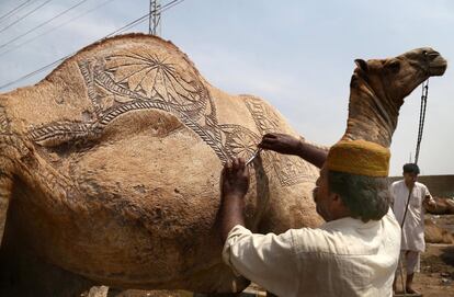 Un vendedor decora un camello de sacrificio antes del festival de Eid al-Adha, en Karachi (Pakistán).