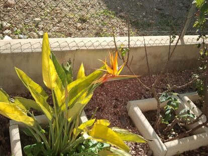 Una lectora de San Bartolomé, pedanía de Orihuela (Alicante) nos envía esta imagen de la flor ave del paraíso de su pequeño jardín