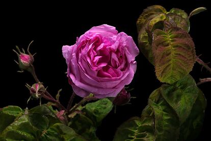 Las rosas son las flores que aparecen en un mayor número de obras en el Museo del Prado.