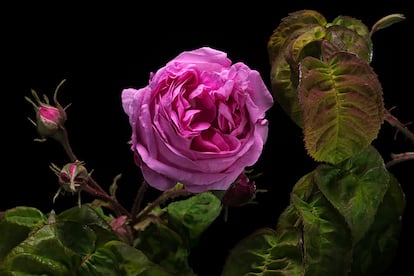 Las rosas son las flores que aparecen en un mayor número de obras en el Museo del Prado.