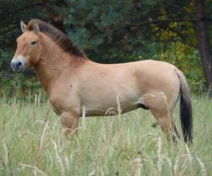 Caballo de Przewalski, Zona de Exclusión de Chernobyl (Ucrania). Septiembre 2015.