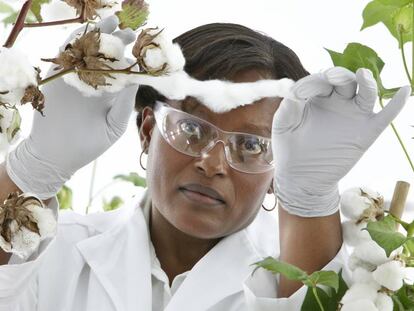 Una investigadora de Bayer analiza un cultivo de algodón. Abajo, Jesús Madrazo, ejecutivo de Crop Science. 