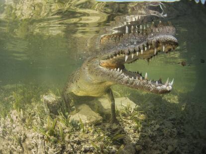 El cocodrilo marino es el mayor reptil viviente, de hasta diez metros de largo.