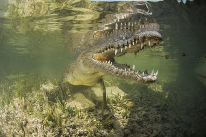 El cocodrilo marino es el mayor reptil viviente, de hasta diez metros de largo.