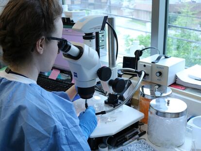 Una investigadora trabaja con un microscopio de disección en un laboratorio.