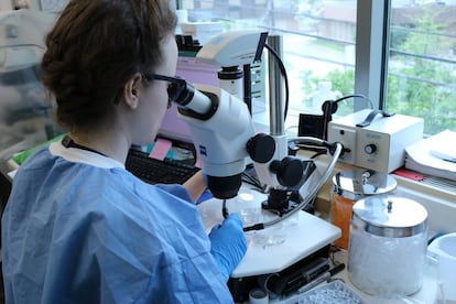 Una investigadora trabaja con un microscopio de disección en un laboratorio.