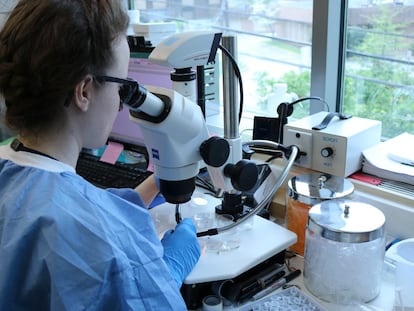 Una investigadora trabaja con un microscopio de disección en un laboratorio.