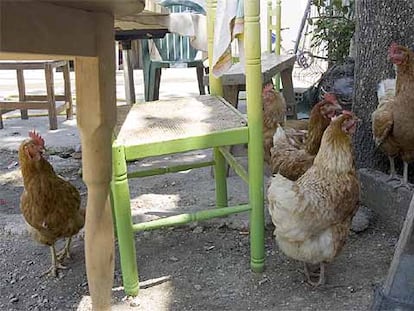 Gallinas al aire libre en una granja doméstica próxima al humedal de Salburua.