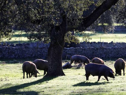 Cerdos ibéricos en una dehesa de Córdoba.