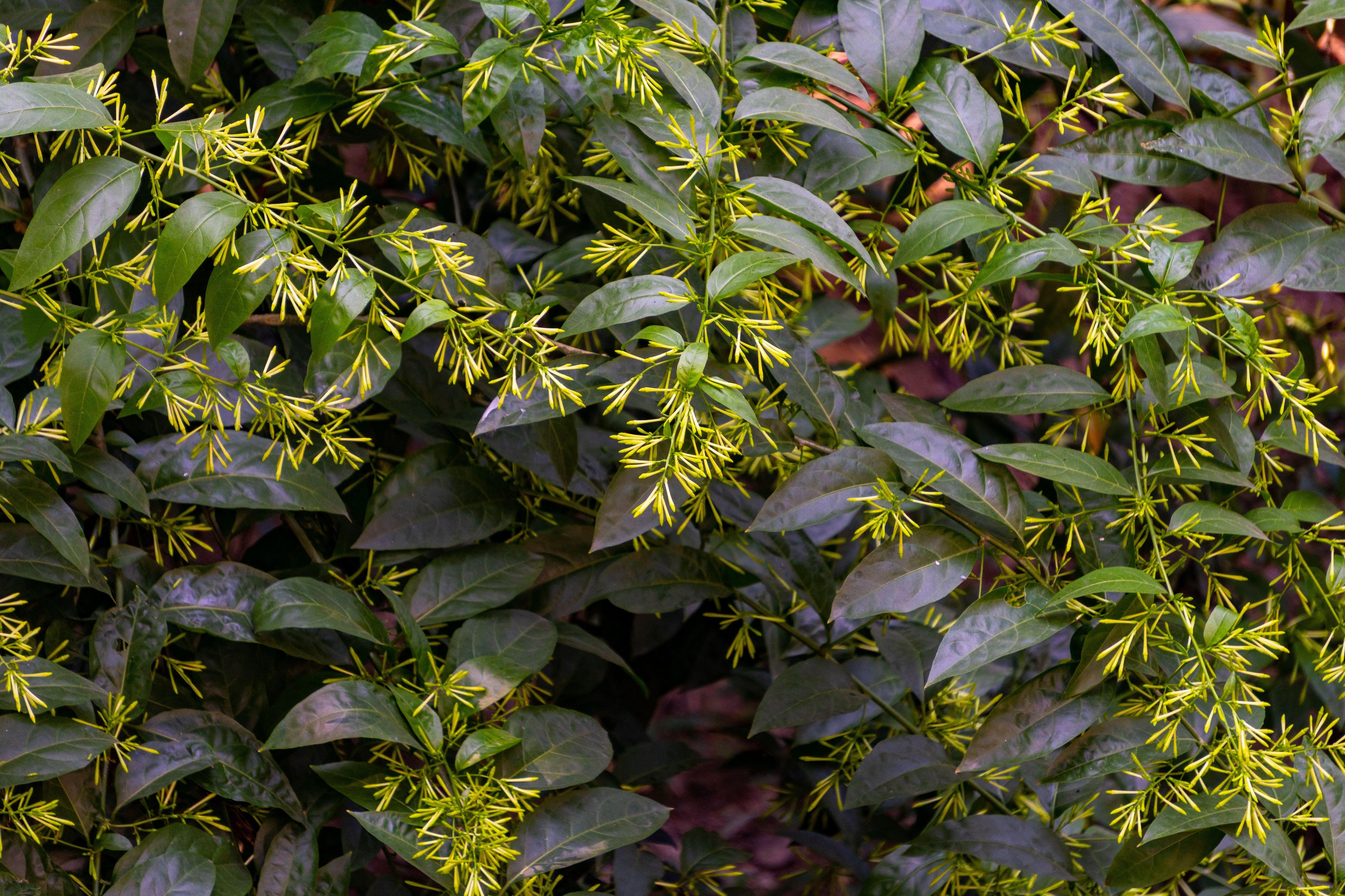 Plantas que perfuman el jardín cuando cae la noche