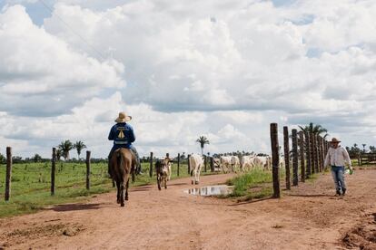 En la década de 1980, el Gobierno brasileño empezó a subvencionar la ganadería y a distribuir títulos de propiedad a pequeños agricultores del sur. Llegaron los caballos y las vacas, las máquinas y los todoterrenos. De repente resultó que las palmas estaban en tierras de propiedad privada.