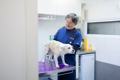 Veterinarios