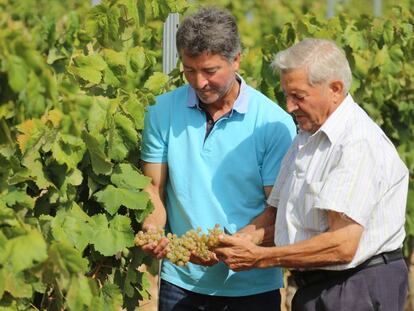 Marcel Sabat&eacute; y su padre, contemplando unas uvas de sus vi&ntilde;edos. 